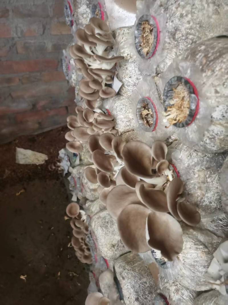 袖珍菇新鲜上市，一手货源，产地直发，价格美丽