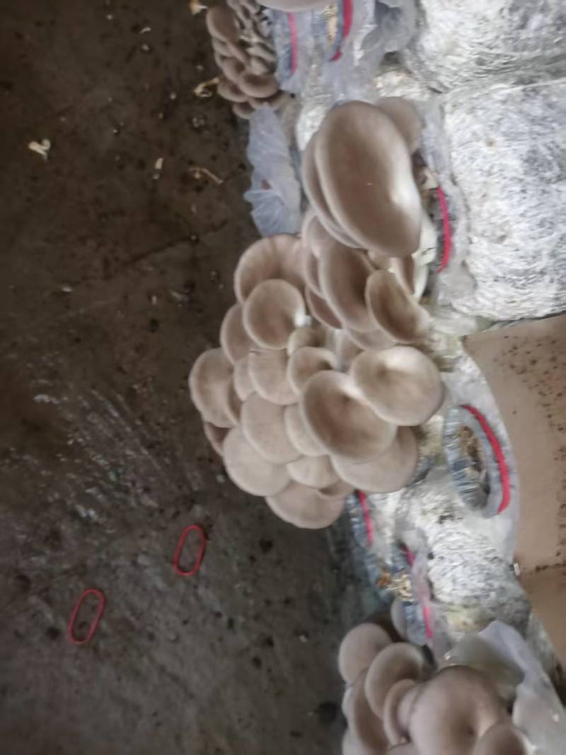袖珍菇新鲜上市，一手货源，产地直发，价格美丽