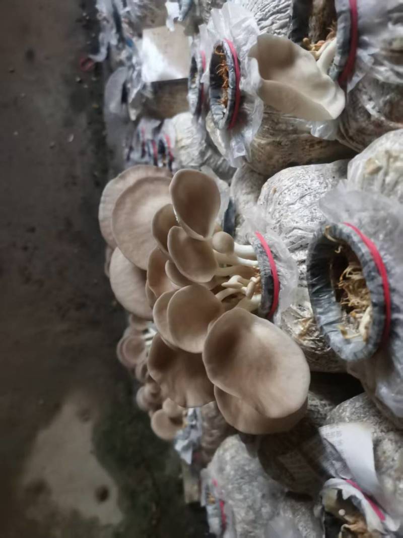 袖珍菇新鲜上市，一手货源，产地直发，价格美丽