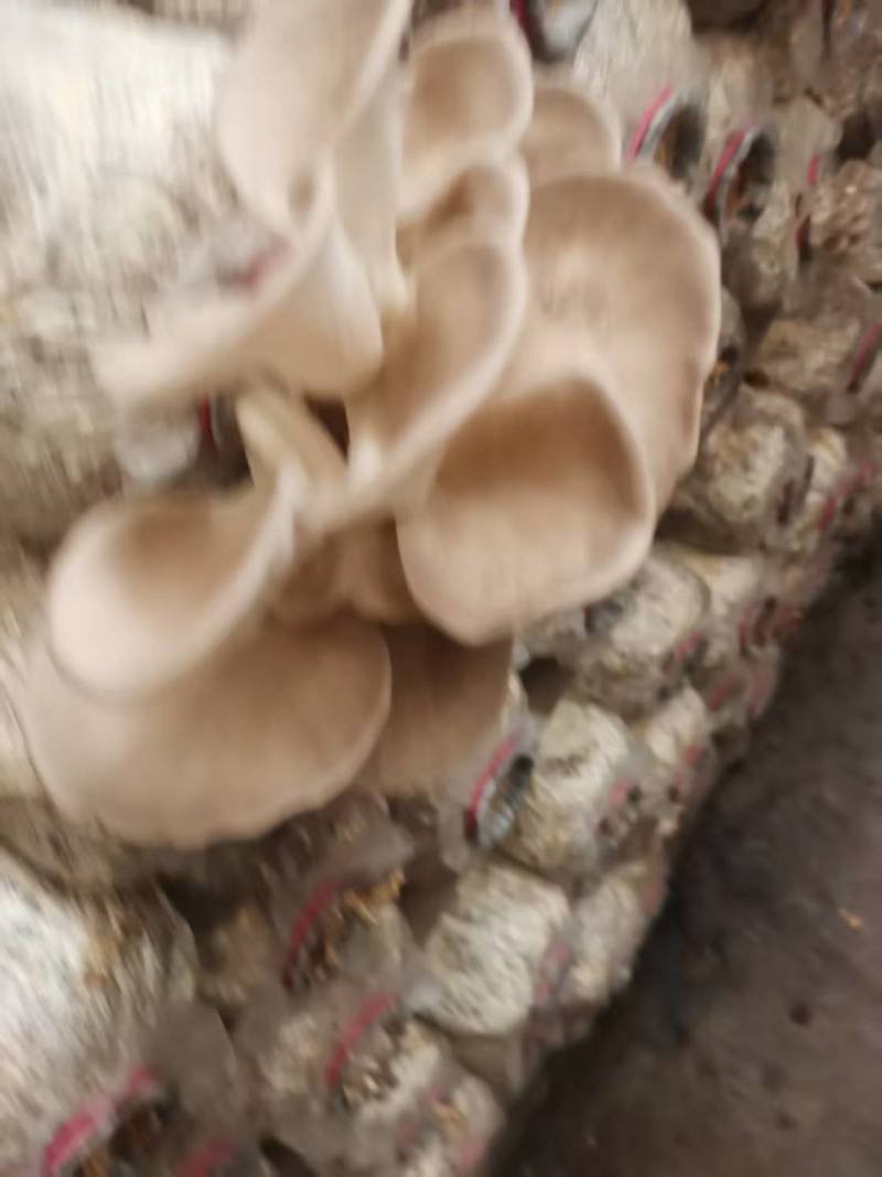 袖珍菇新鲜上市，一手货源，产地直发，价格美丽