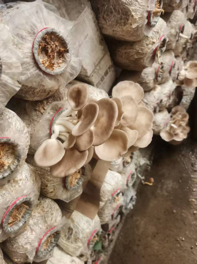 袖珍菇新鲜上市，一手货源，产地直发，价格美丽