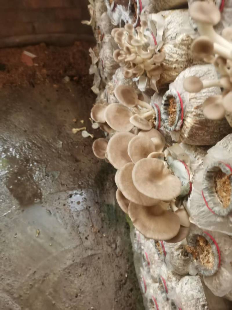 袖珍菇新鲜上市，一手货源，产地直发，价格美丽