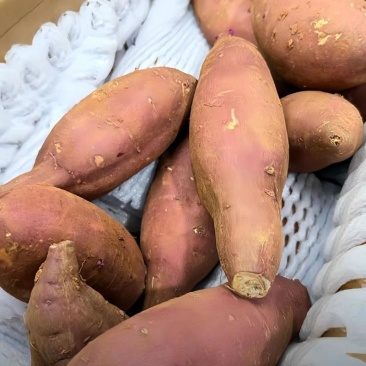 河北蜜薯精品榴莲蜜薯产地直发对接电商市场商超