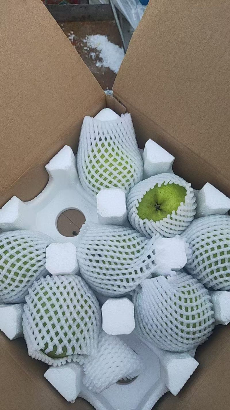 山东精品早酥梨大量上市果型饱满脆甜化渣电商一件代发