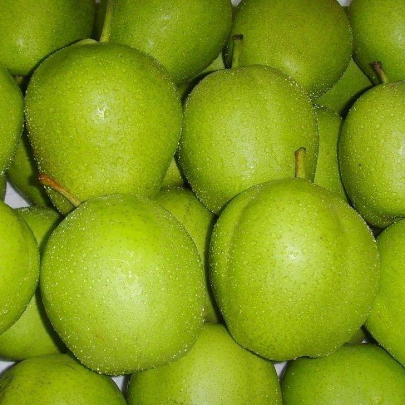 山东精品早酥梨大量上市果型饱满脆甜化渣电商一件代发