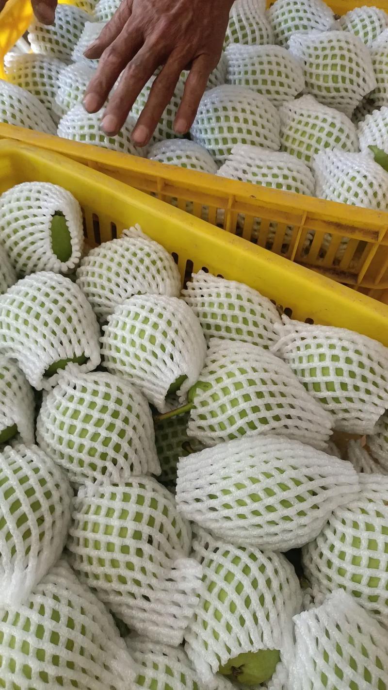 山东精品早酥梨大量上市果型饱满脆甜化渣电商一件代发