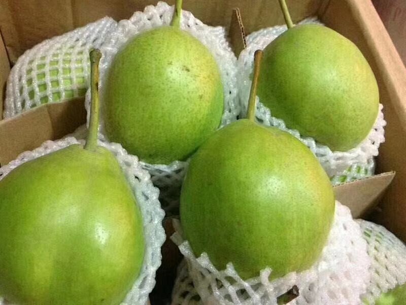 山东精品早酥梨大量上市果型饱满脆甜化渣电商一件代发