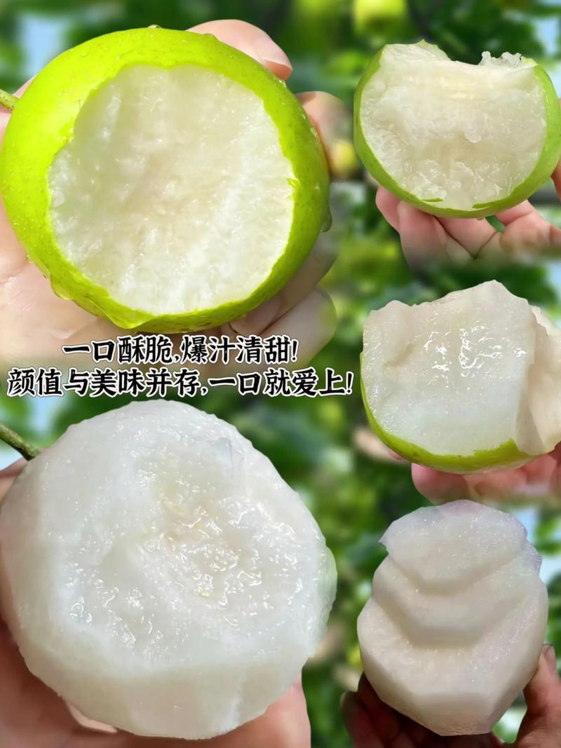 山东精品早酥梨大量上市果型饱满脆甜化渣电商一件代发