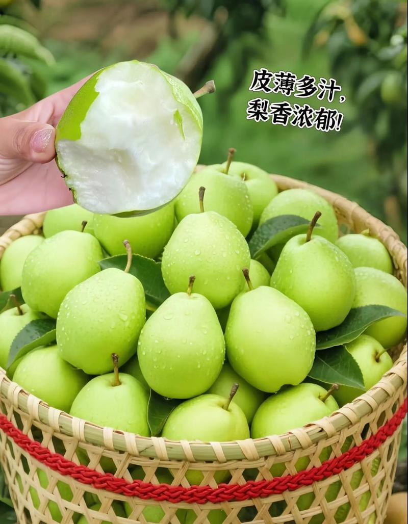 山东精品早酥梨大量上市果型饱满脆甜化渣电商一件代发