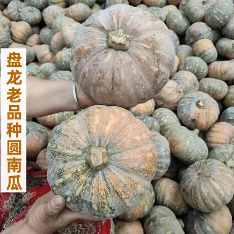 优选盘龙南瓜产地直发大量有货可视频看货保质保量