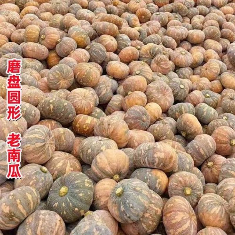 优选盘龙南瓜产地直发大量有货可视频看货保质保量