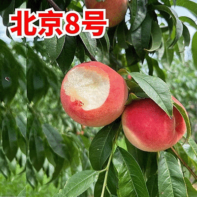 精选『水蜜桃』北京八号桃/陕西水蜜桃/现摘现发