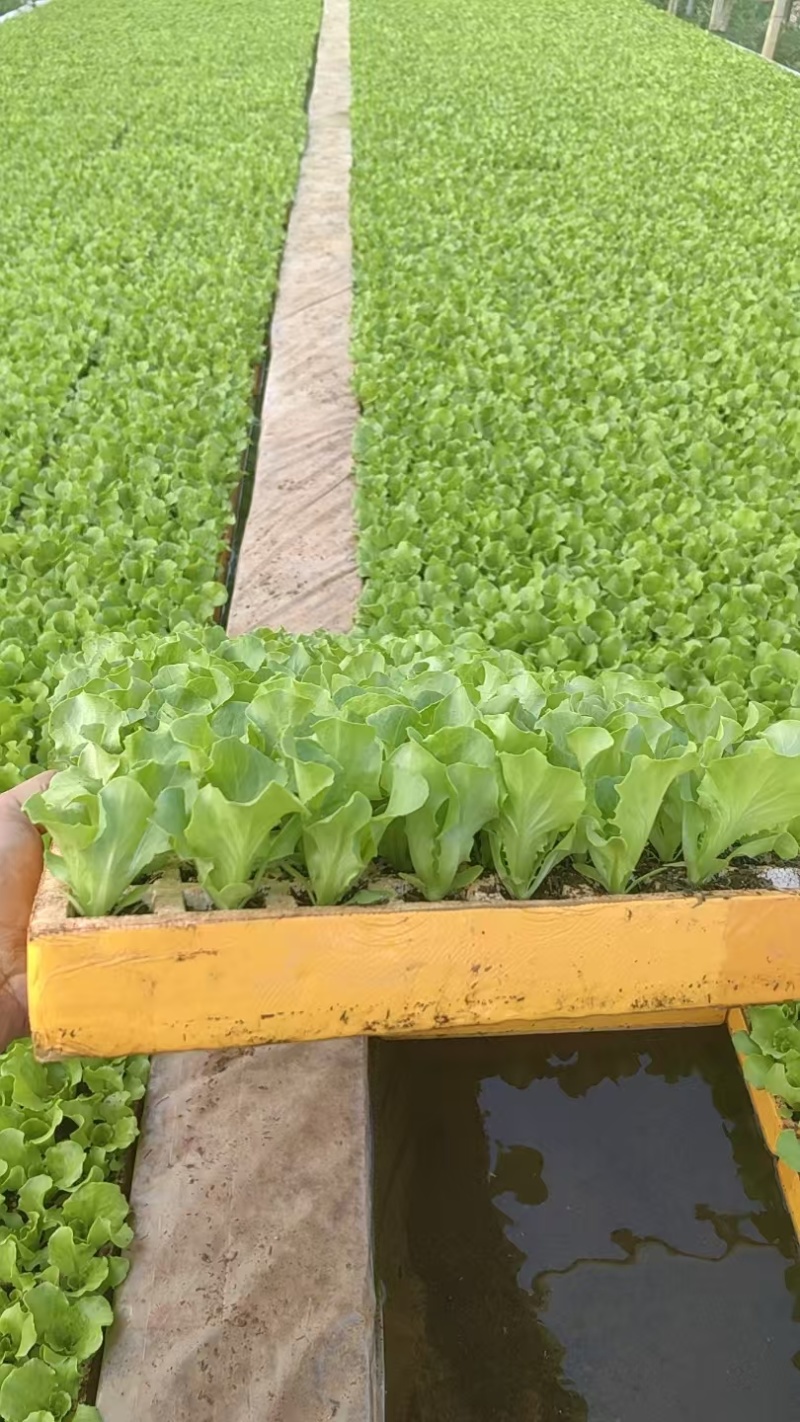 意大利生菜苗产地直发量大从优可对接全国电商市场商超等欢迎
