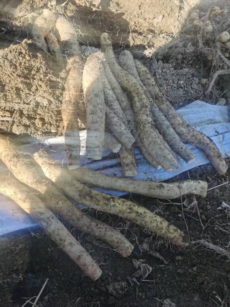 海拨二千一的生态野生山药，产地直发，品质保证，欢迎咨询