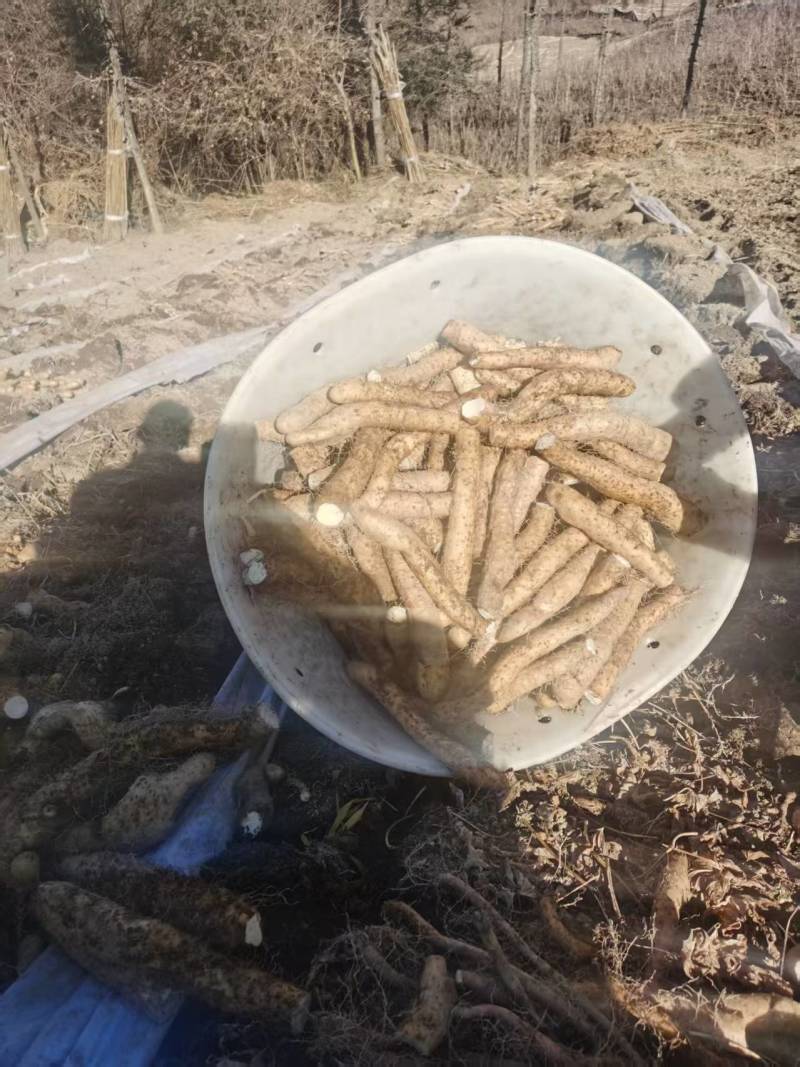 海拨二千一的生态野生山药，产地直发，品质保证，欢迎咨询