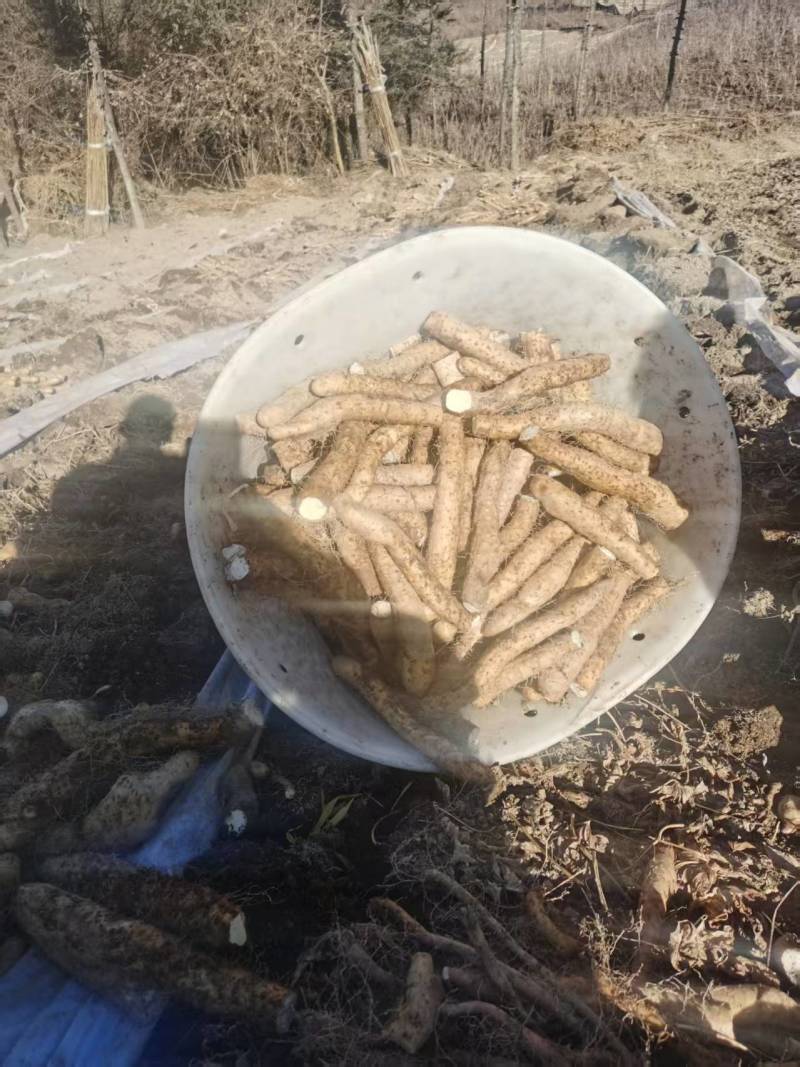 海拨二千一的生态野生山药，产地直发，品质保证，欢迎咨询