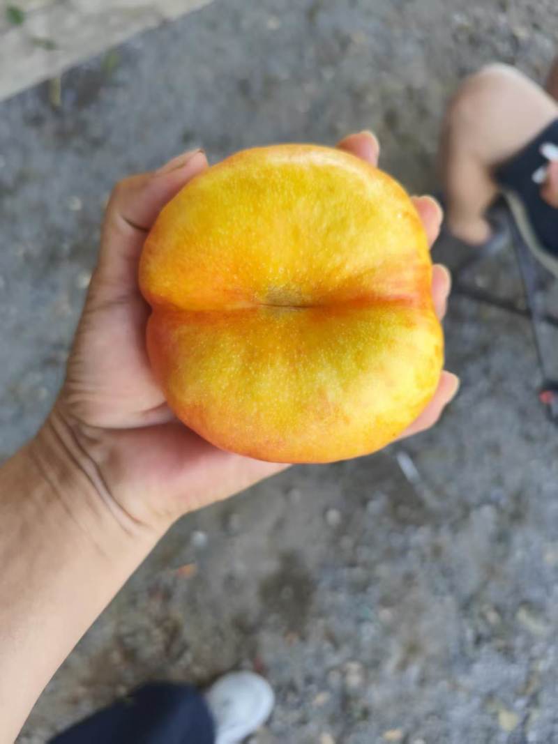 河北油蟠桃九号大量上市口感脆甜个头大，量大从优