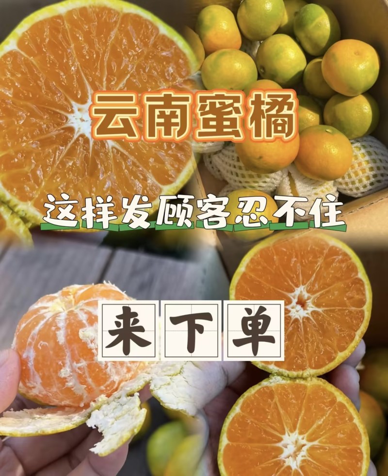 【云南蜜桔】精品蜜橘🍊产地直发量大从优可对接全国电商等