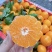 【云南蜜桔】精品蜜橘🍊产地直发量大从优可对接全国电商等