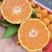 【云南蜜桔】精品蜜橘🍊产地直发量大从优可对接全国电商等