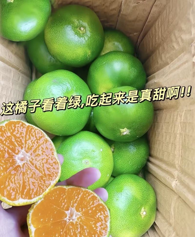 【云南蜜桔】精品蜜橘🍊产地直发量大从优可对接全国电商等