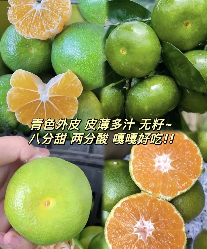 蜜橘云南蜜桔东方红红美人橘子品质保障可对接全国电商