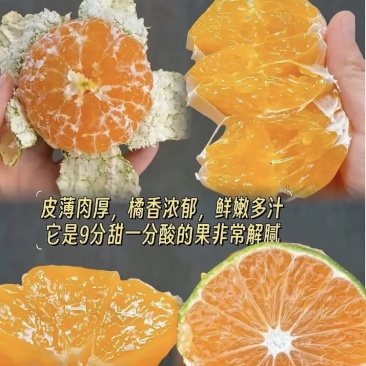 蜜橘云南蜜桔东方红红美人橘子品质保障可对接全国电商