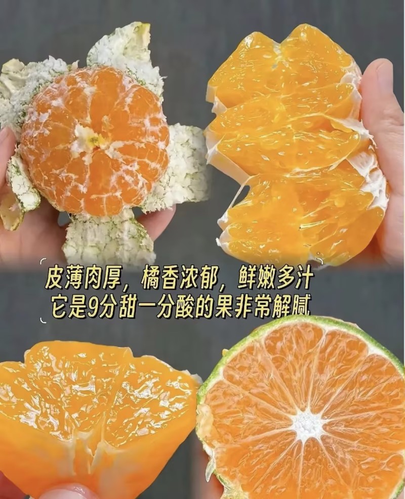 蜜橘云南蜜桔东方红红美人橘子品质保障可对接全国电商