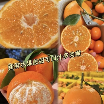 【畅销榜】湖北精品蜜橘柑橘产地一手货源电商团购市场对接