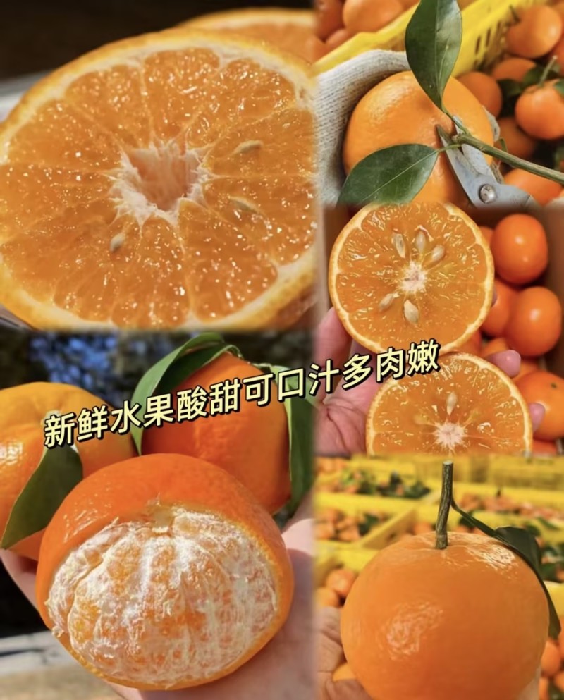 【畅销榜】湖北精品蜜橘柑橘产地一手货源电商团购市场对接