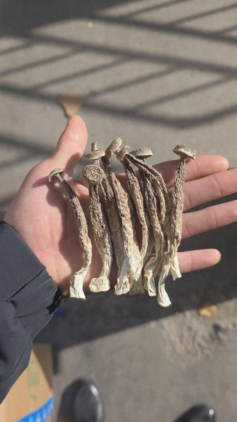 【精品】鹿茸菇干产地直销保质保量对接全国批发一件代发