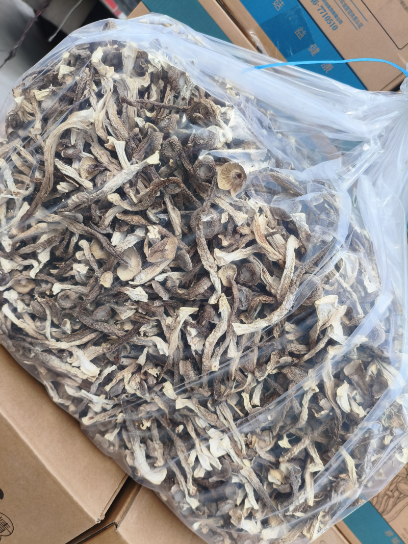 【精品】鹿茸菇干产地直销保质保量对接全国批发一件代发