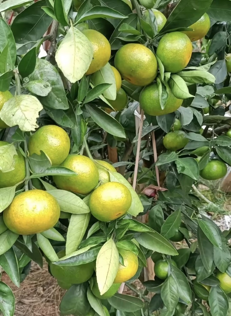 湖北蜜桔产地直供现摘现采保质保量大量供应一条龙