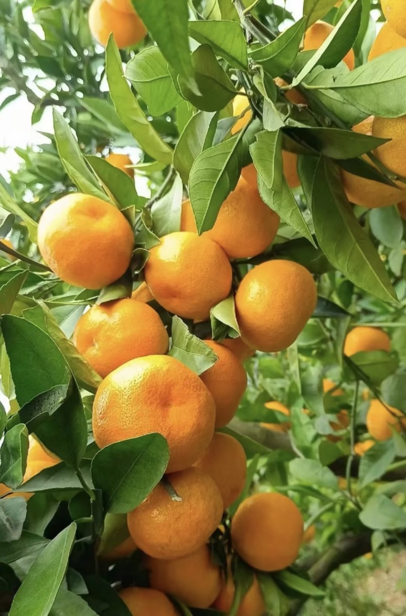 湖北蜜桔产地直供现摘现采保质保量大量供应一条龙