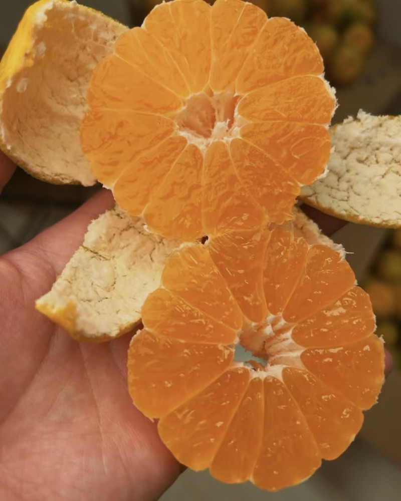 湖北蜜桔产地直供现摘现采保质保量大量供应一条龙