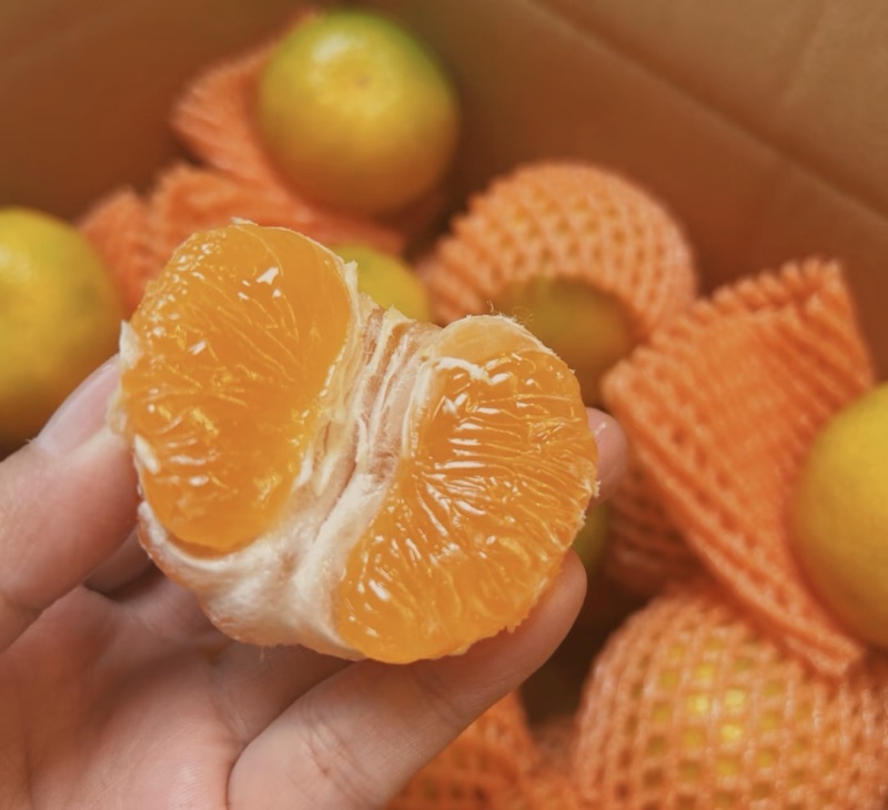 湖北蜜桔产地直供现摘现采保质保量大量供应一条龙