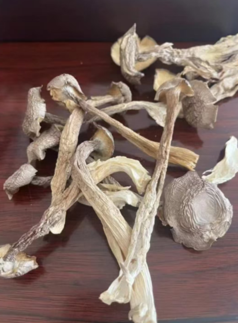 【精品】鹿茸菇干产地直销保质保量对接全国批发一件代发