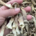 【精品】鹿茸菇干产地直销保质保量对接全国批发一件代发