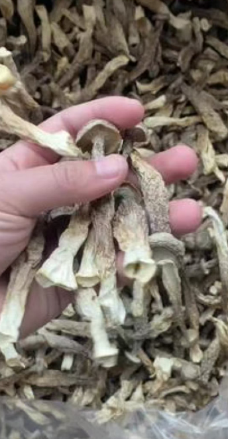【精品】鹿茸菇干产地直销保质保量对接全国批发一件代发