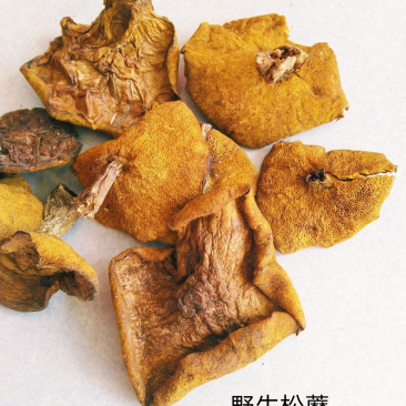 【精品】松蘑产地直销价格美丽对接全国发货电商一件代发