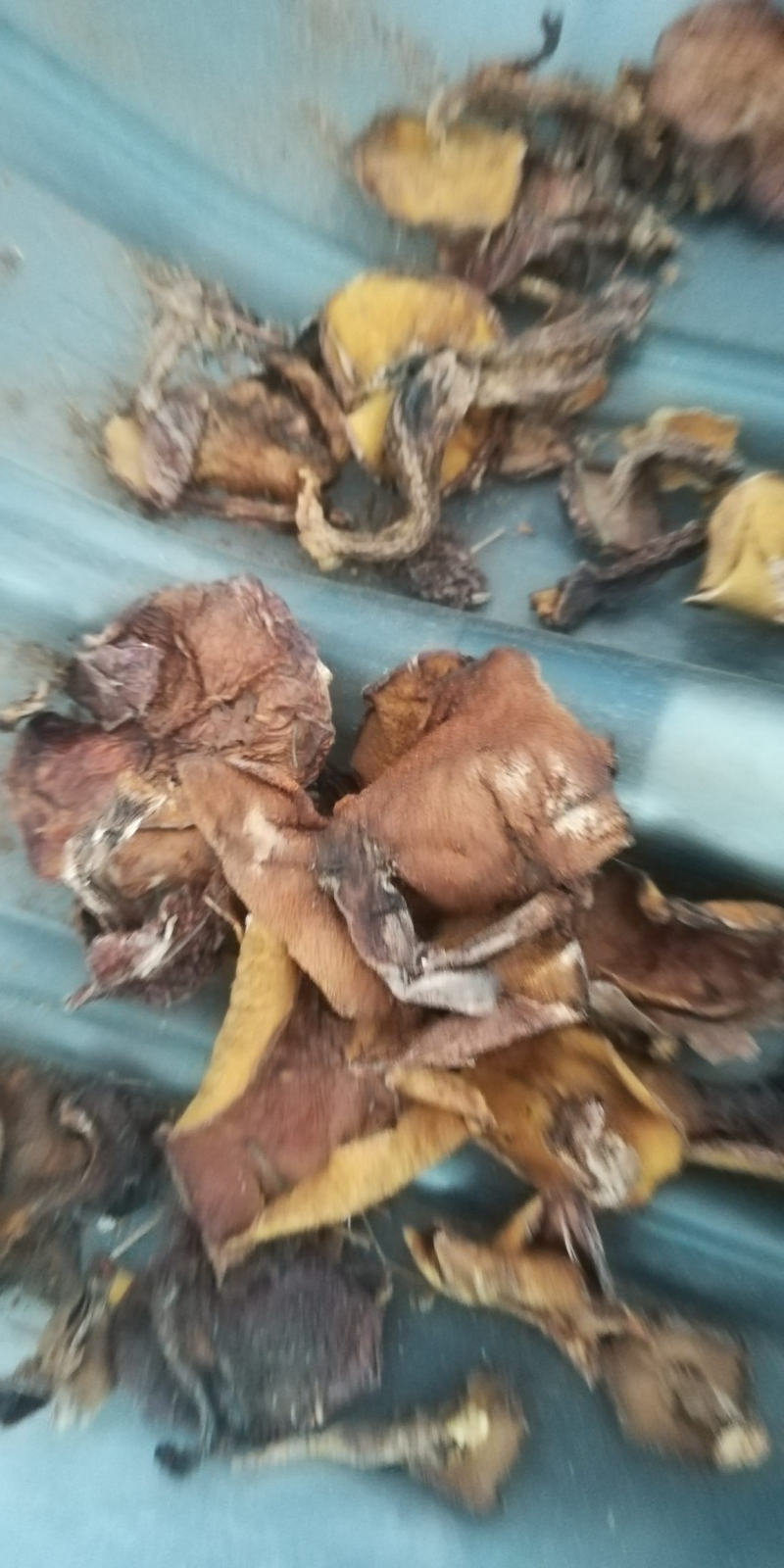 【精品】松蘑产地直销价格美丽对接全国发货电商一件代发