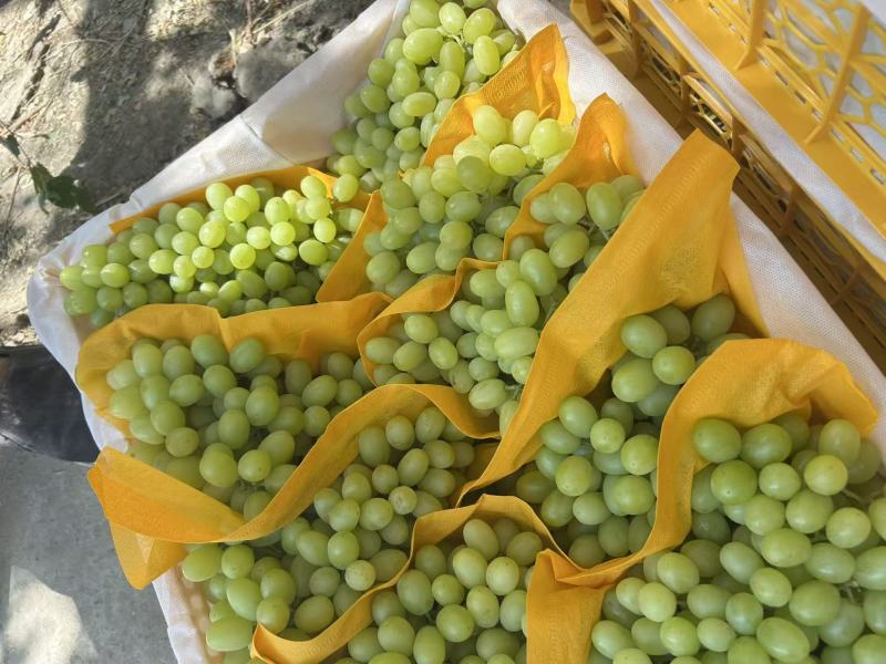 新疆吐鲁番火焰山脚下的无核白葡萄欢迎全国各地客商来品尝