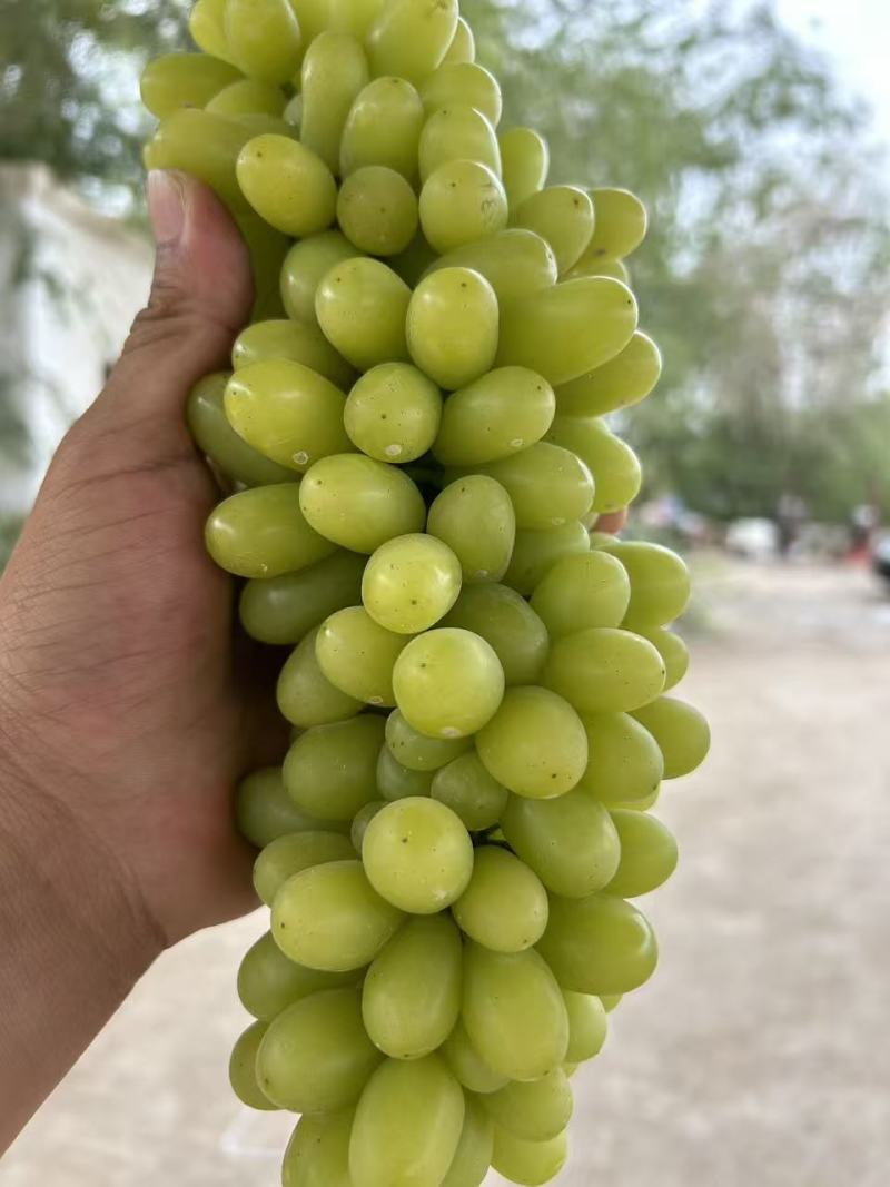 新疆吐鲁番火焰山脚下的无核白葡萄欢迎全国各地客商来品尝