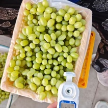 精品无核白葡萄产地直发品质保障量大从优欢迎联系