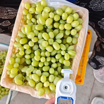精品无核白葡萄产地直发品质保障量大从优欢迎联系