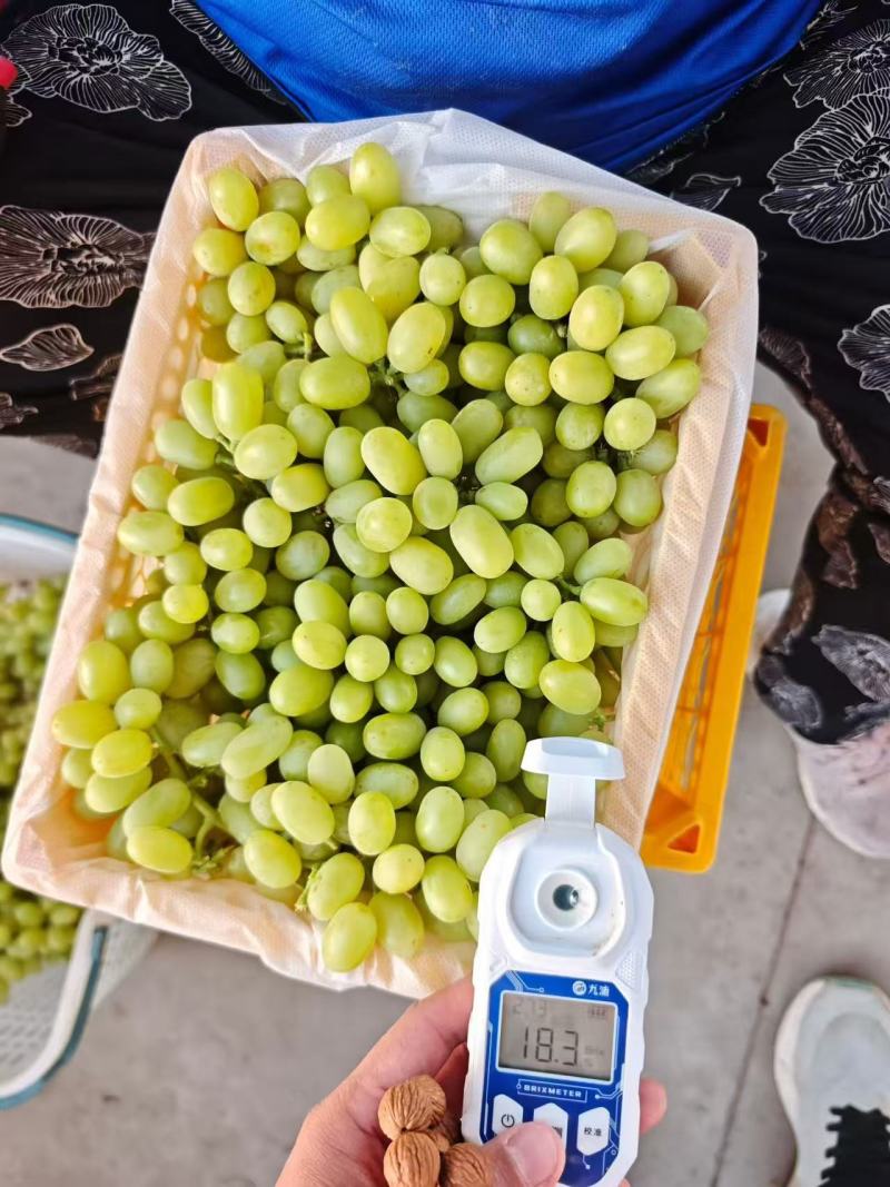 精品无核白葡萄产地直发品质保障量大从优欢迎联系