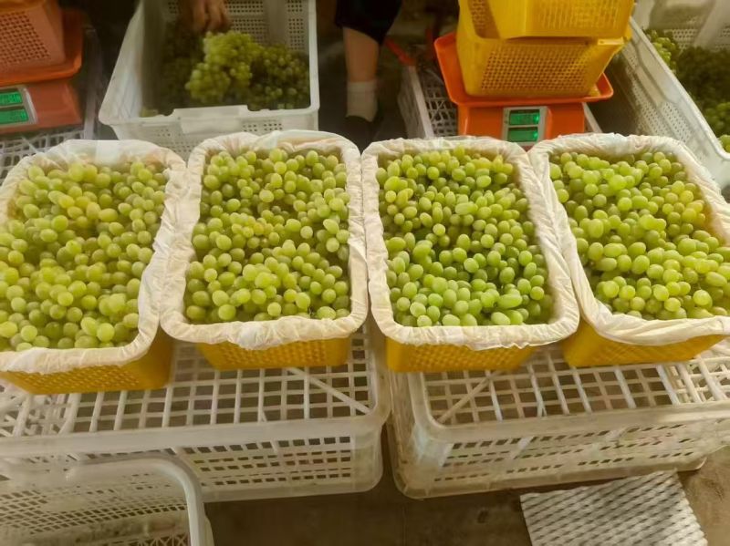 精品无核白葡萄产地直发品质保障量大从优欢迎联系