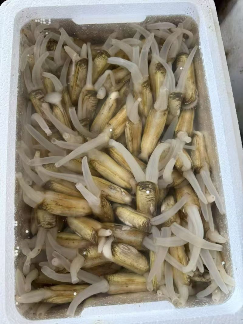 【海蛏子】福建漳州蛏子，支持视频看货，可发往全国市场！