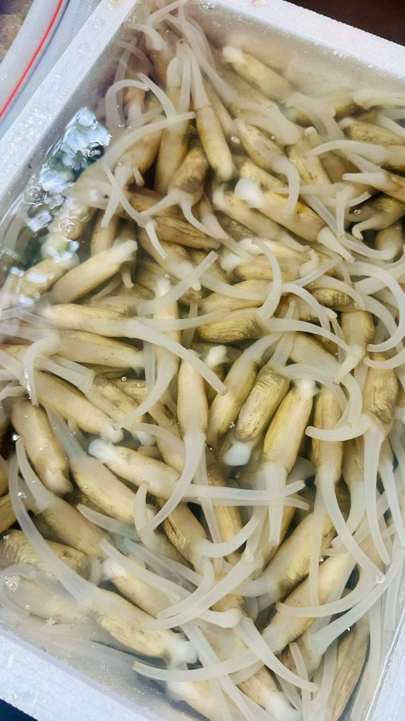 【海蛏子】福建漳州蛏子，支持视频看货，可发往全国市场！