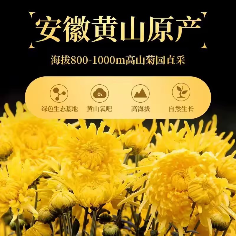 徽州高山皇菊原产地，皇菊大量批发
